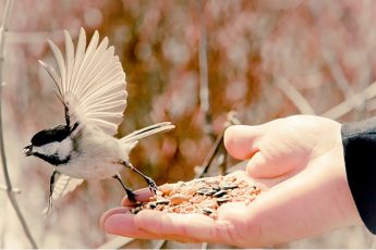 der-spatz-auf-der-hand