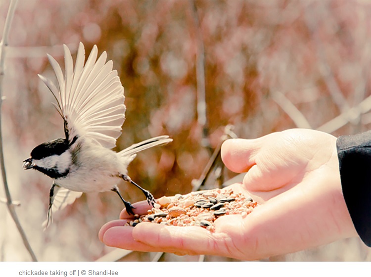 der-spatz-auf-der-hand